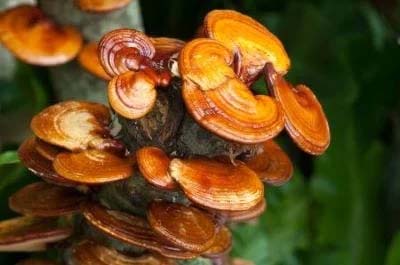 Vitalpilz Reishi